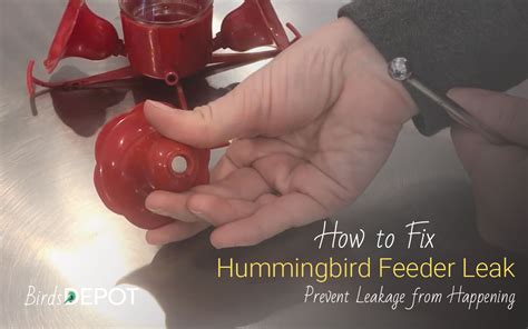 How to Fix and Prevent Hummingbird Feeder Leak